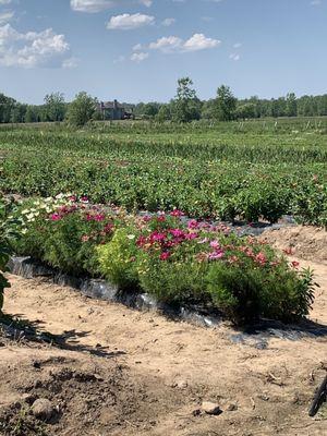 Flowerfield where you can cut flowers