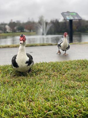 I thought they were coming to jump me, but they just wanted to talking about my car's extended warranty