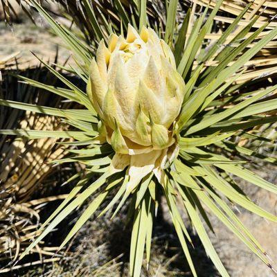 Very young bud of a Joshua tree. Before seedlings show.