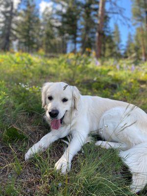 Poppy the English Cream Retriever