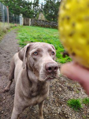 Every pup gets attention everyday they're here.