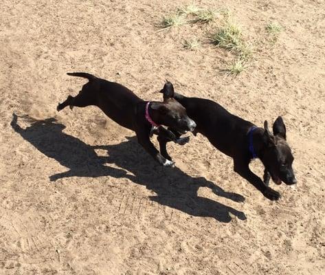 Jack and Lucie love this part. Lots of good dogs to play with.