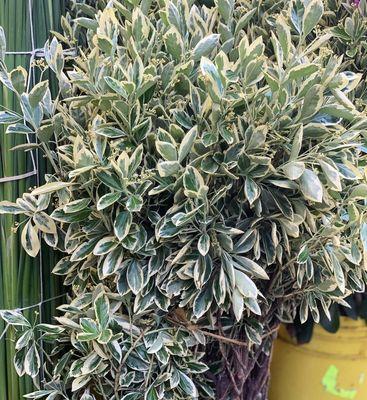 Variegated euonymus