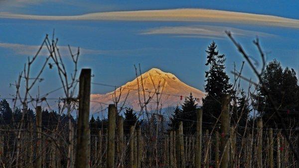 Looking across the vineyard at Mt Hood