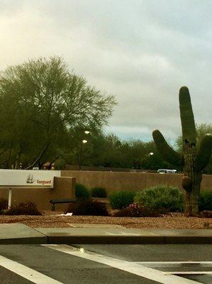 The attach of the killer Saguaro?