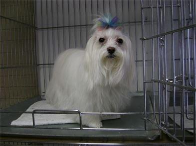 Bobbi's Dog Grooming