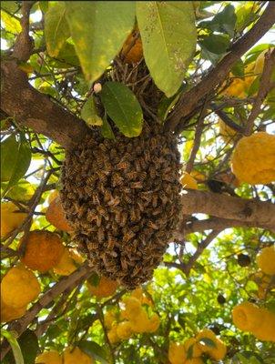 Bee swarm removal from fruit tree.