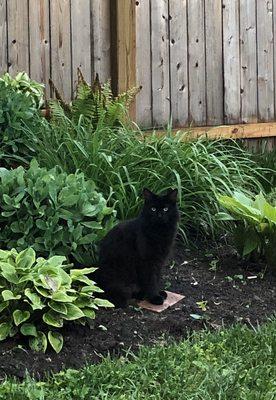 That's Bageera in my flower bed!