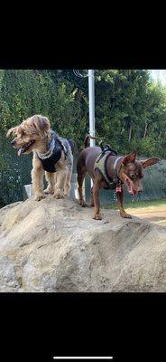 Violet the Yorkie and Cleo the Minnie-Pin say thanks!