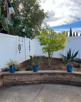 Ficus tree removal