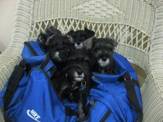 A dufflebag full of adorable mini schnauzer puppies!