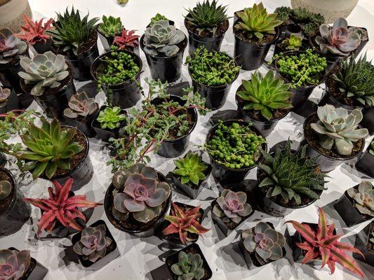 Succulent Workshop hosted by Sprig Flower Co.