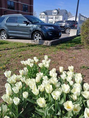 Tulips reaching for the sky