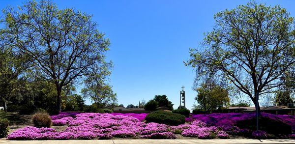 So many flowers everywhere I looked!! (Superbloom April 2023)