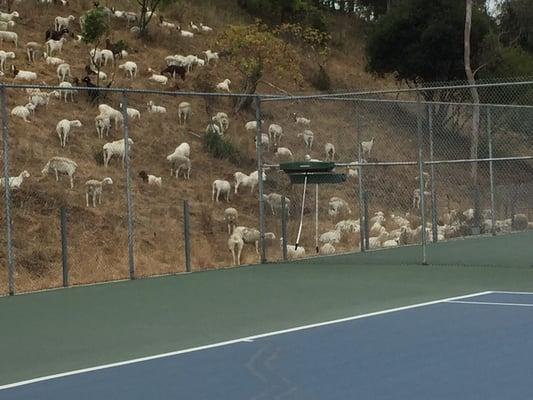 Four legged spectators at today's match!