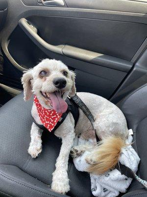 Buddy after getting groomed by Amy. He looks so happy and very handsome