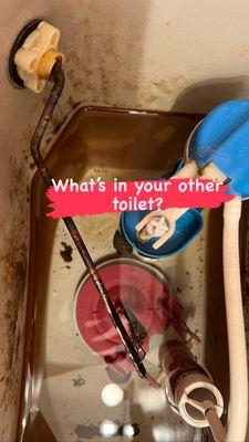 Moldy toilet tank