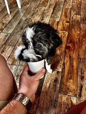 Pup cup