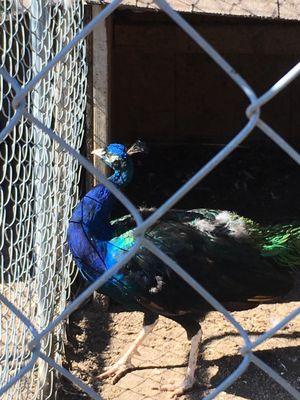 Look at the blue plumage!