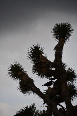 Prime Desert Woodland Preserve