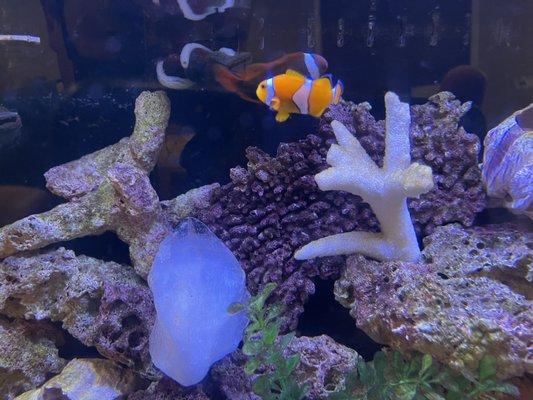 In case you were wondering...I found Nemo at my Dr.s office