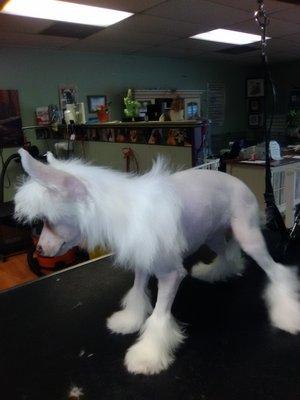 Chinese Crested after in a pony cut.