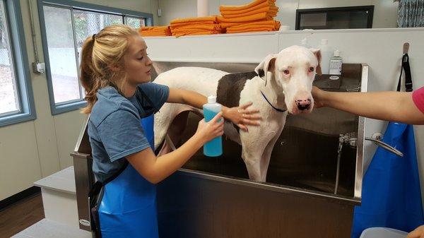 Our waste high stainless steel tubs are great for washing large dogs!