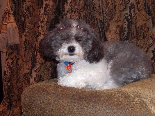 See that smile! That's after grooming!