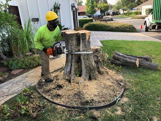 We provide tree and stump removal services in Orange County, CA.