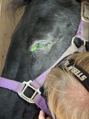 Dr. Oscarson checking Bailey's eyes for a scratch. The medicine showed she had one, so he treated her for it and it healed well.