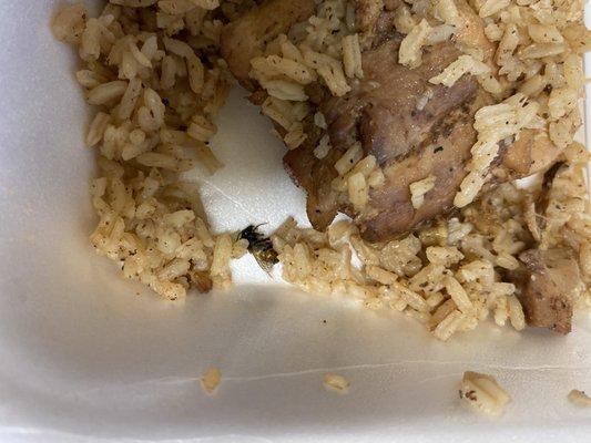 There was a COOKED FLY in my food