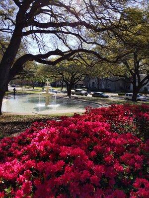 Azaleas in Dallas are beginning to bloom!