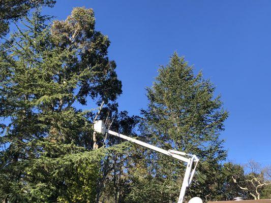 Sawing from the lift - the big tree on the left was removed