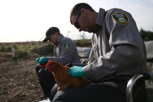 Vector ecologists prepare to take a tiny blood sample from the crown of chickens to test for the presence of West Nile virus.