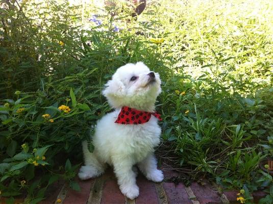 Toto, our Impeccable Paws maltipoo.