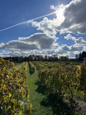 Saint Croix Vineyards