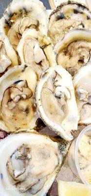 BLUE POINT OYSTERS