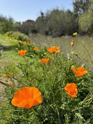 Los Gatos Creek Trail