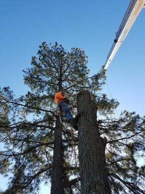 Reliable Tree Service