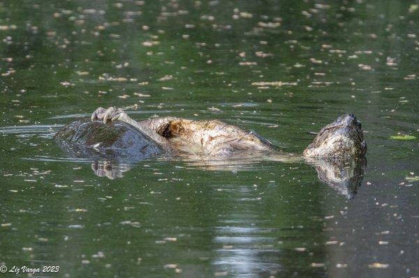 Snapper turtles in full embrace.