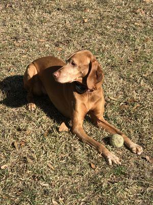 Peyton loves her ball!