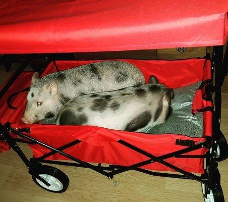 The piggy wagon express