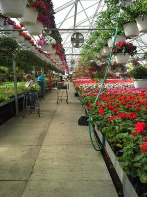 $1.09 4" pots of geraniums!