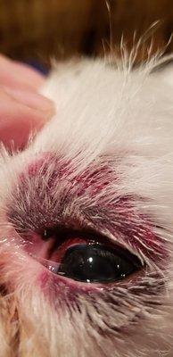 My dog's eye the day after I picked him up from Cedar Creek Pet Resort hemorrhage subsided but he was left with this bruise for over a week