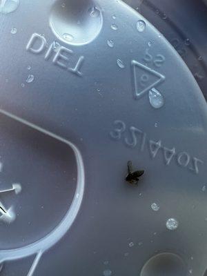 Bug in my soda.