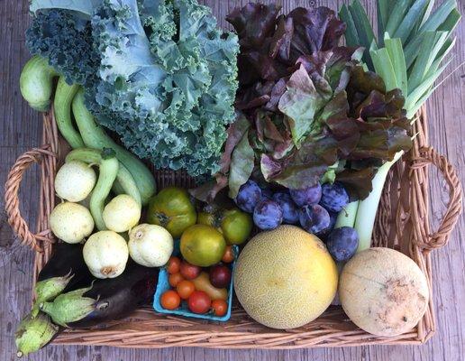 September CSA Share: Eggplant, Lemon Cukes, Tromboncino Squash, Kale, Lettuce, Leeks, Plums, Mixed Melons, Cherry & Heirloom Tomatoes