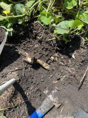 The huge roots left from a crepe myrtle I specifically told them to grind, and paid for.