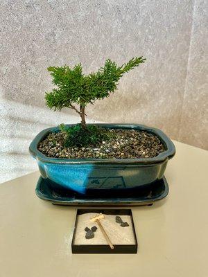 My new little Bonsai... Usagi Son