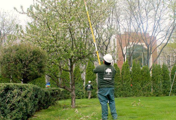 Maintenance Pruning.