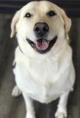 Cooper is a very playful, but out of control lab. Now after completing our training, his family is able to have a happy relationship.